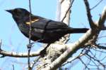 Red-winged Blackbird