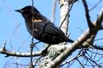 Red-winged Blackbird