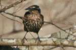 Red-winged Blackbird