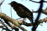 Red-winged Blackbird