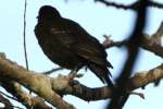 Red-winged Blackbird