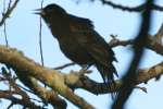 Red-winged Blackbird