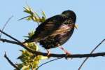 European Starling