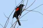 Red-winged Blackbird