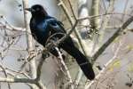 Great-tailed Grackle