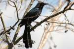 Great-tailed Grackle