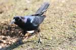 Great-tailed Grackle