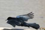 Great-tailed Grackle