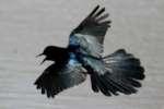 Great-tailed Grackle