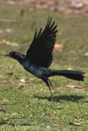 Great-tailed Grackle