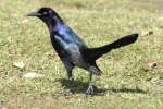 Great-tailed Grackle