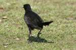 Great-tailed Grackle