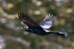 Great-tailed Grackle