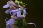 Downy Lobelia