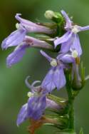 Downy Lobelia