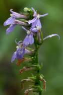 Downy Lobelia