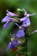 Downy Lobelia