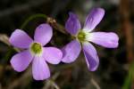 Violet Wood Sorrel