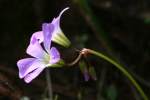 Violet Wood Sorrel