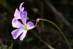 Violet Wood Sorrel