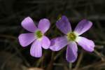 Violet Wood Sorrel