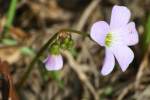 Violet Wood Sorrel