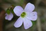 Violet Wood Sorrel