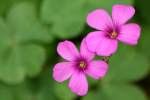 Violet Wood Sorrel