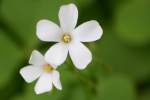 Violet Wood Sorrel