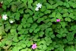 Violet Wood Sorrel