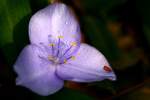 Virginia Spiderwort