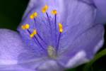 Virginia Spiderwort