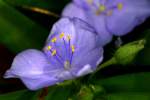 Virginia Spiderwort