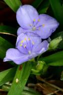 Virginia Spiderwort