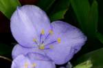 Virginia Spiderwort