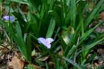 Virginia Spiderwort