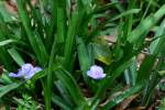 Virginia Spiderwort