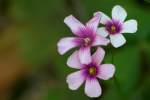 Violet Wood Sorrel