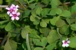 Violet Wood Sorrel