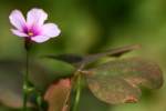 Violet Wood Sorrel