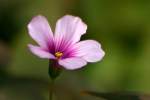 Violet Wood Sorrel