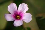 Violet Wood Sorrel