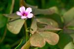 Violet Wood Sorrel