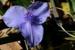 Virginia Spiderwort