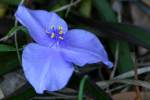 Virginia Spiderwort