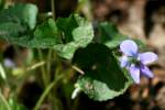 Common Blue Violet