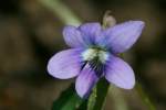 Common Blue Violet