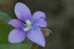 Common Blue Violet