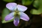 Common Blue Violet