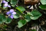 Common Blue Violet